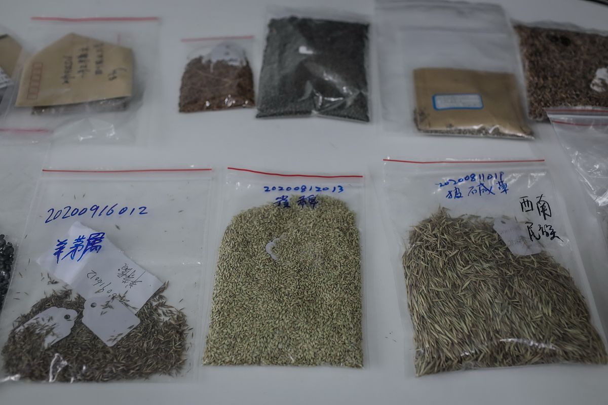 用次氯酸钠种子消毒