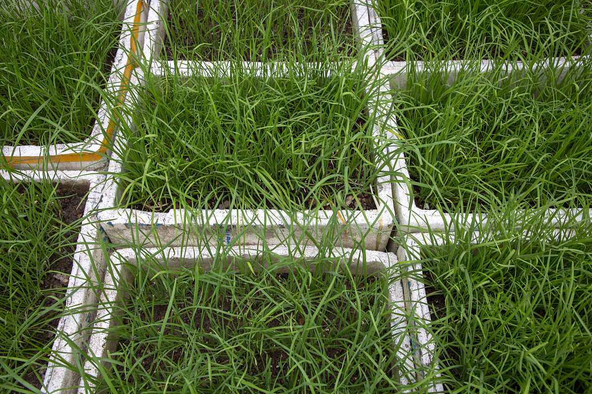 散播草籽施工方案