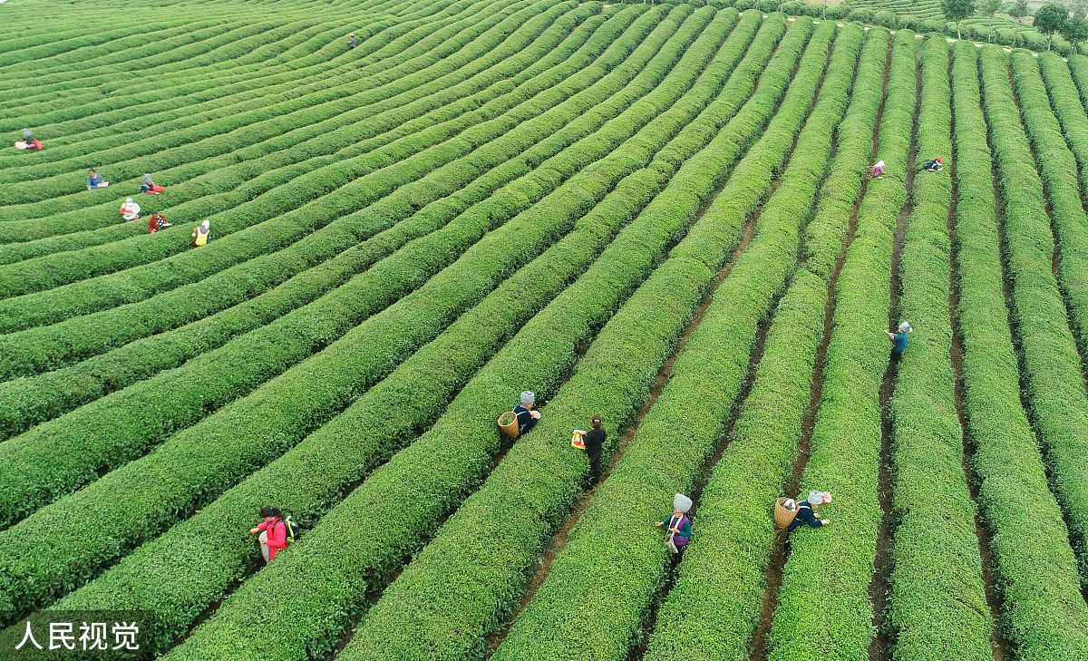 都匀市中等职业技术学校茶叶植与加工专业怎么样