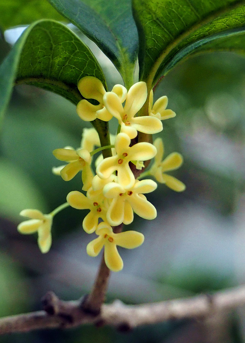 桂花的诗句有哪些