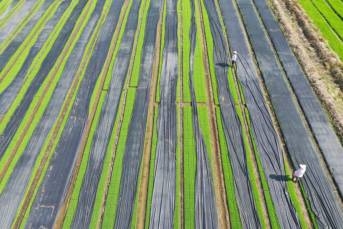 《新冠疫情冲击对河南省农业经济发展的影响研究》研究目的及意义