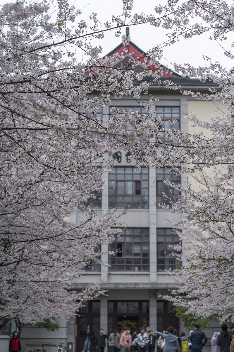 2021年3月17日,南京林业大学校园樱花开始绽放,吸引不少老师和学生前