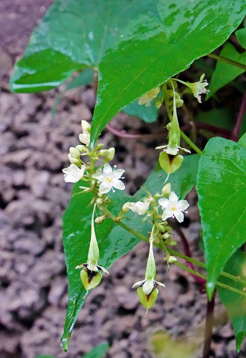 野生何首乌泡酒步骤，