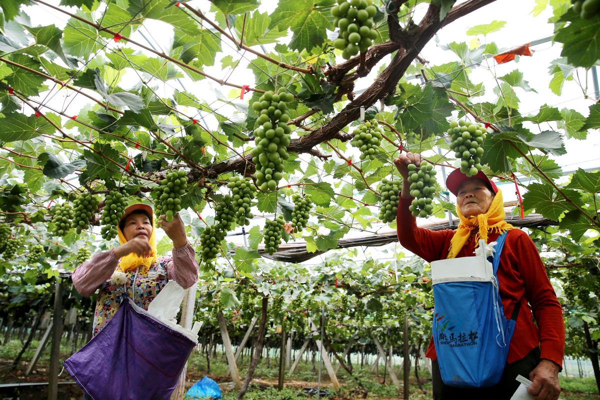 猕猴桃采摘短视频剧本：带你体验果园乐趣