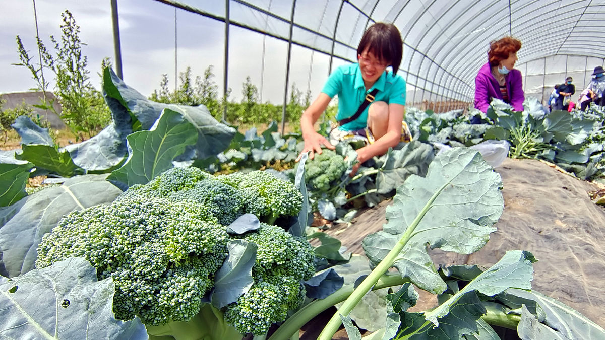 曲靖农业学校2019年五年一贯制大专招生简章 - 培养农业专业人才