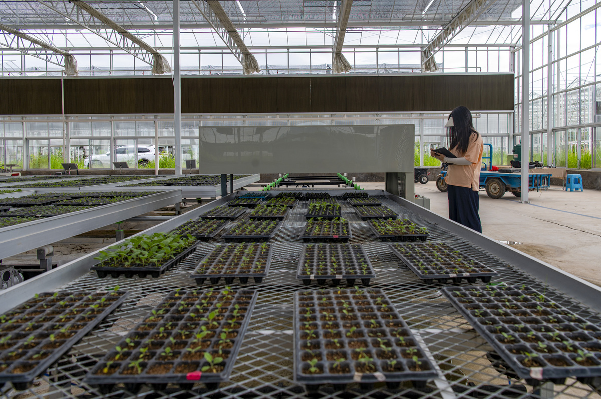 智能育苗全产业链：科技赋能绿色农业