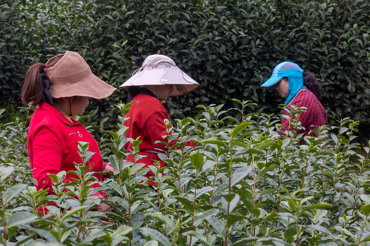 黄芪产品打折促销策略: 如何在价格战中提升销量