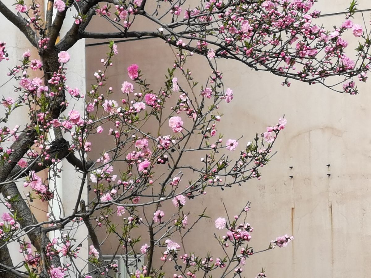 李花诗：春风拂面，花开满枝