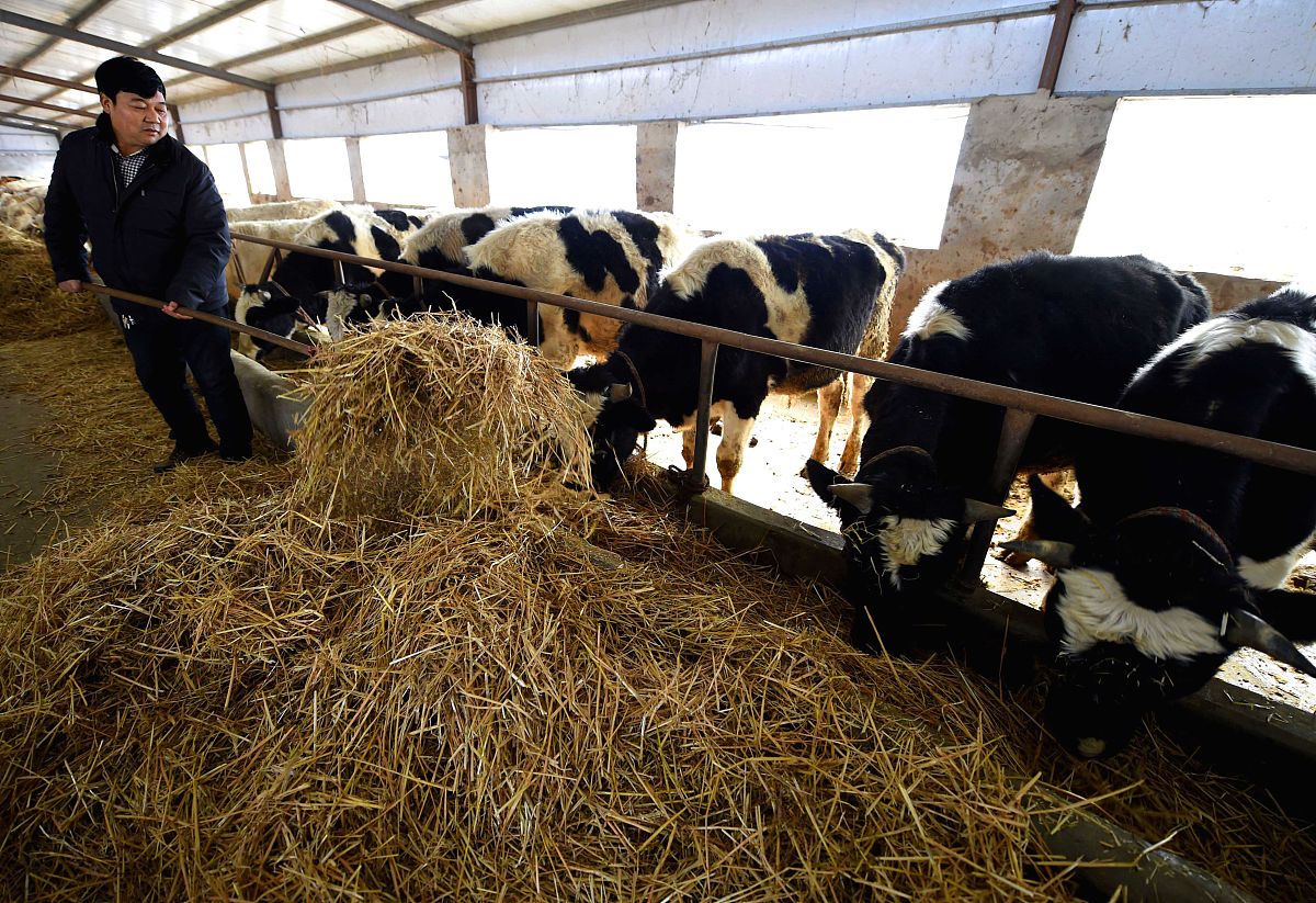 肉牛养殖行业的可研报告需要哪些内容