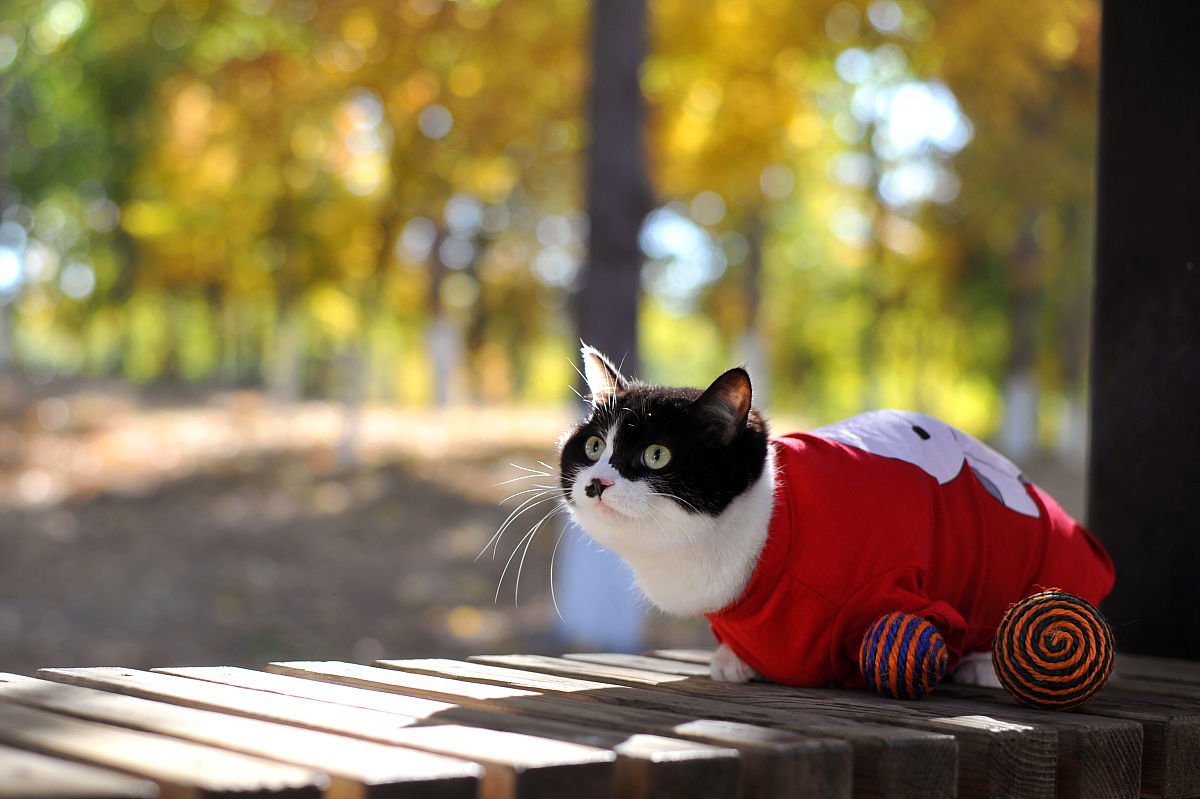 2017年11月4日,北京东小口森林公园,萌猫秋日"高清写真",红叶丛中萌态