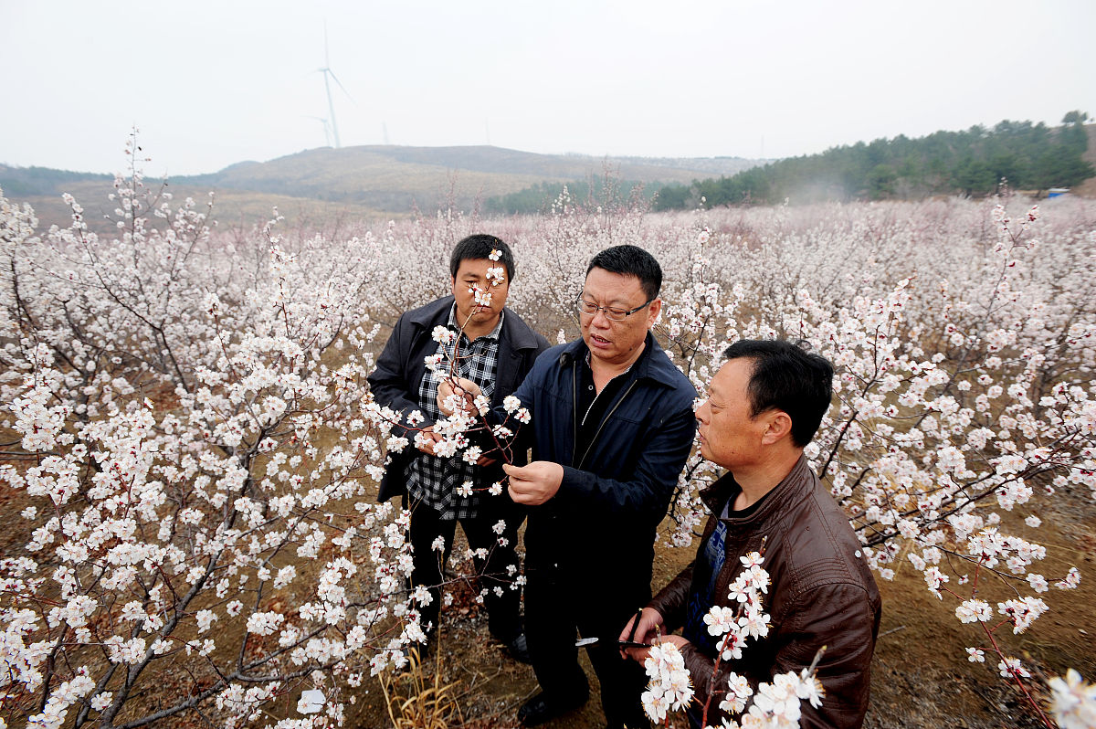 以公司土洞农业行业的发展繁荣景象农业行业来形容菱形围绕着船的美术作品创作作品名字为一帆风顺告诫员工销售推广220字