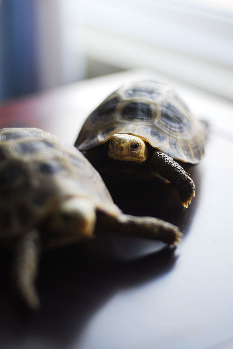 乌龟饲养指南：从环境到管理，教你轻松养龟