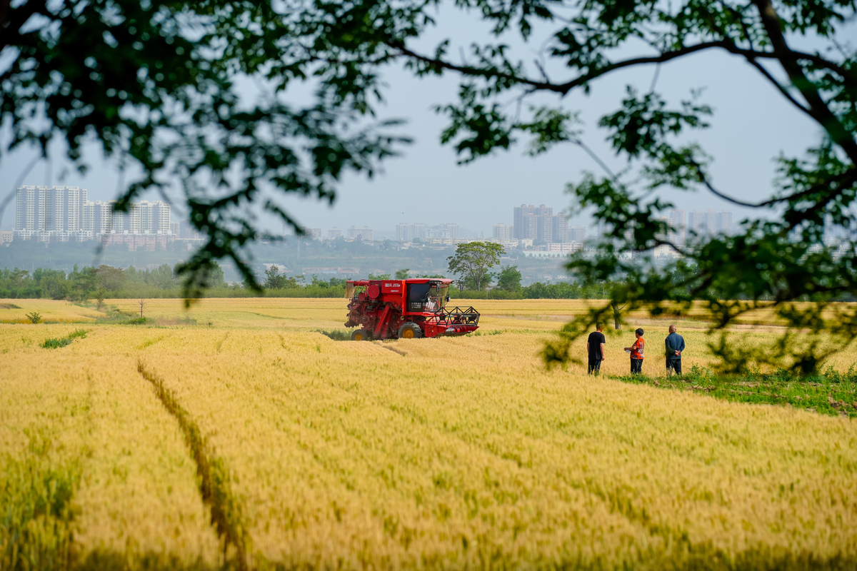 大国小农是中国的基本国情对不对
