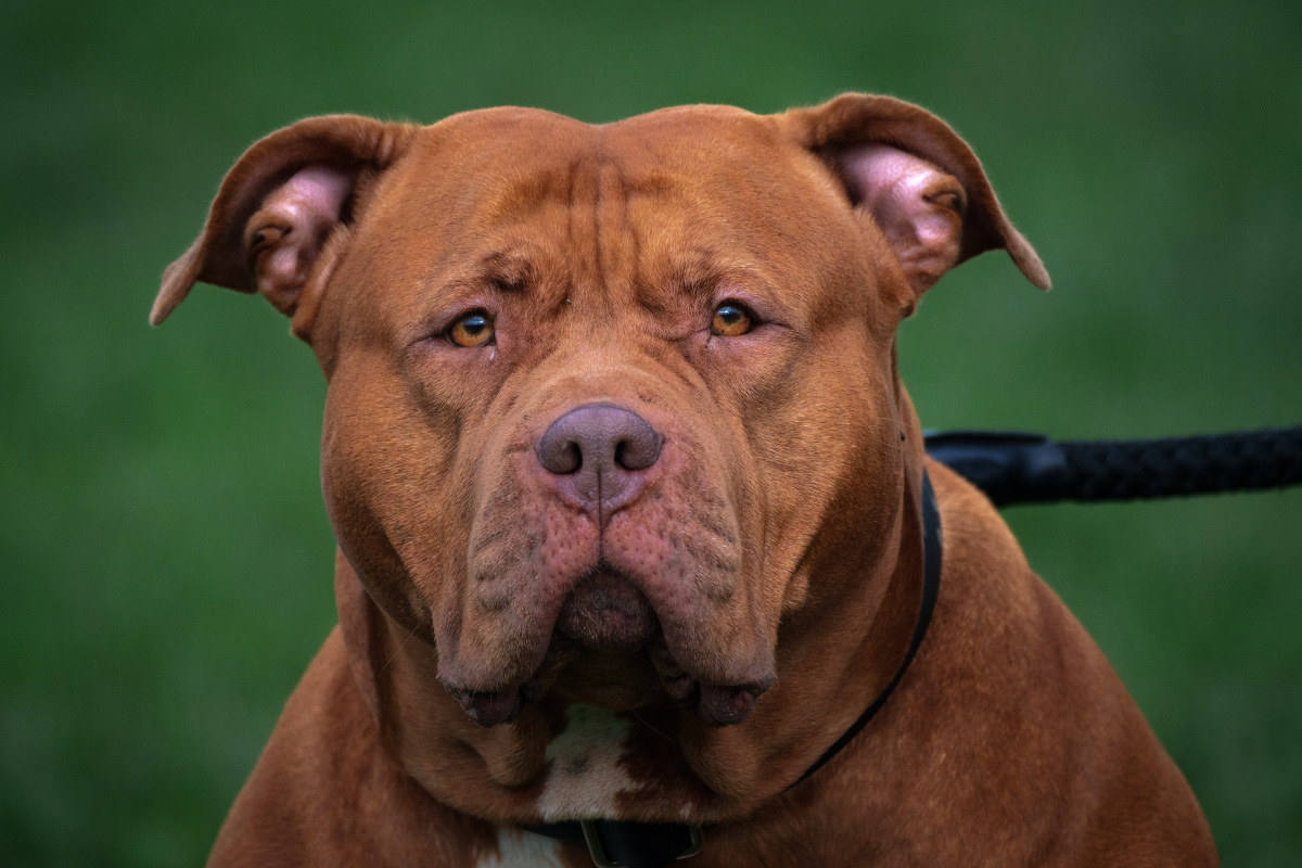 在这个充满多样性的宠物世界里,恶霸犬以其独特的魅