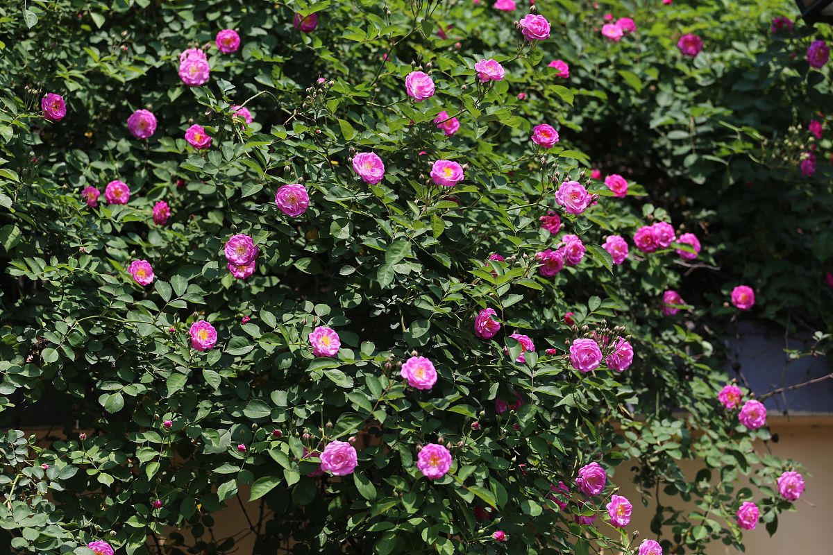 景天三七多糖抗氧化研究：实验设计与预期