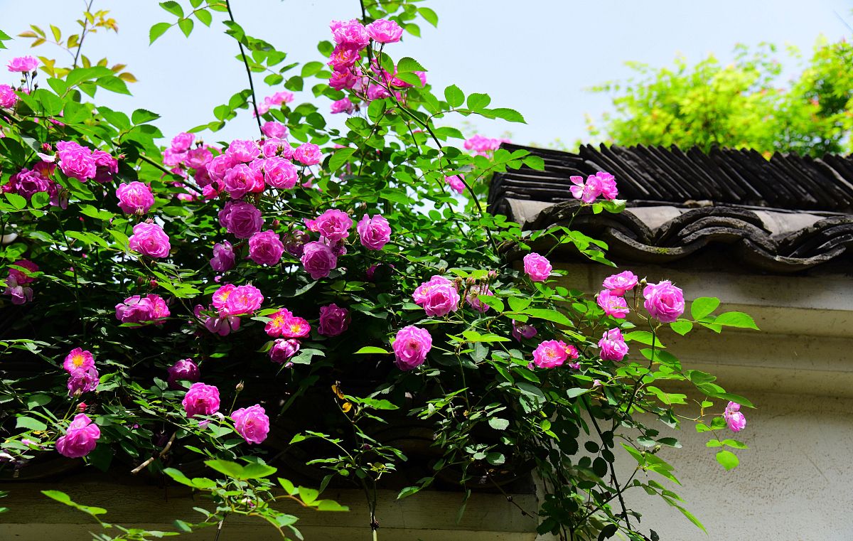 雨后清晨院落美景，五言律诗描绘清新意境
