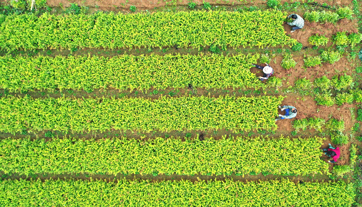 甘肃林业职业技术学院水土保持技术专业课程设置有哪些