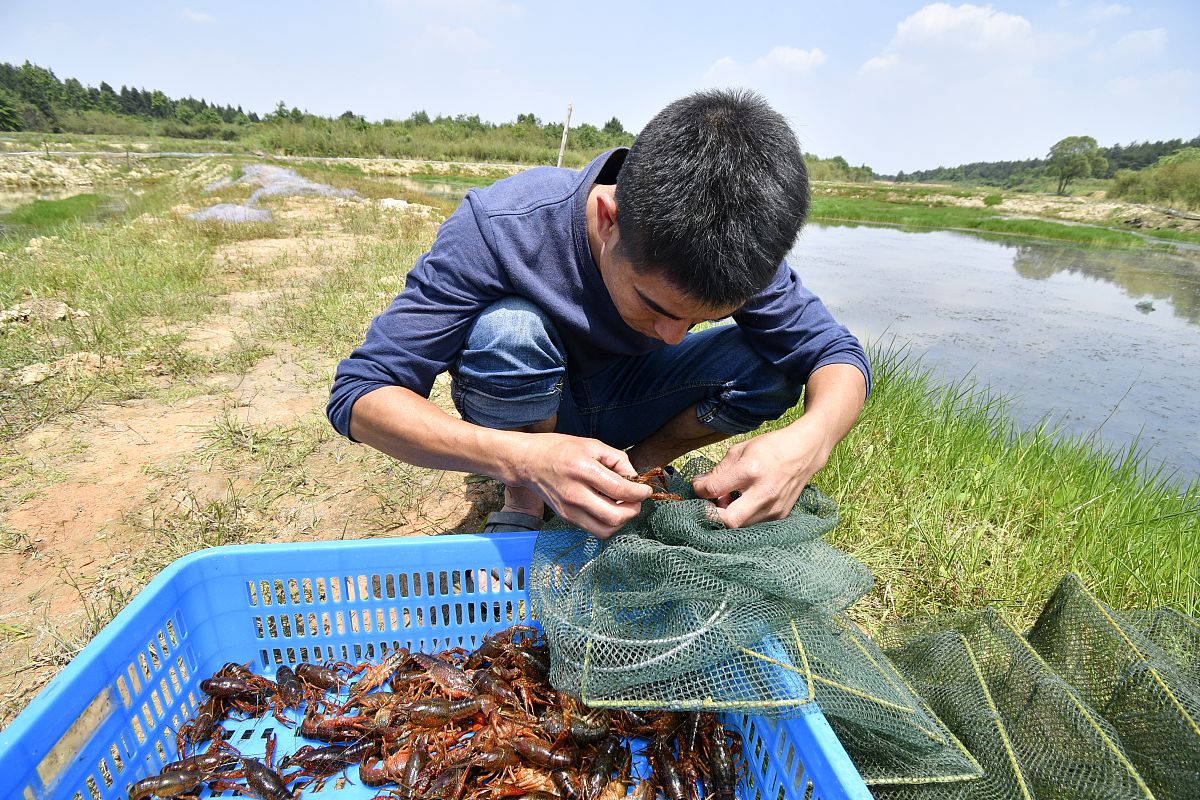 求职养虾岗位的自我介绍