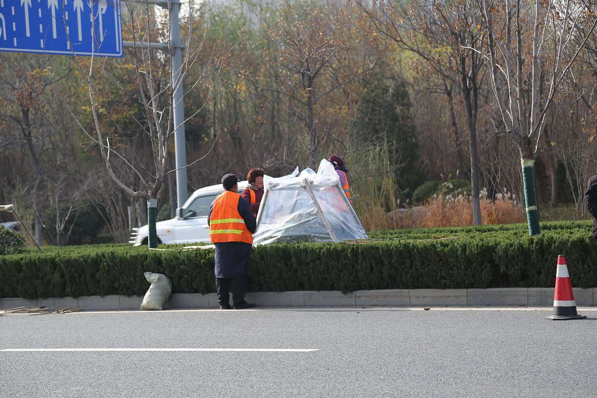 滨河东区道路柳絮泛滥，影响出行和健康