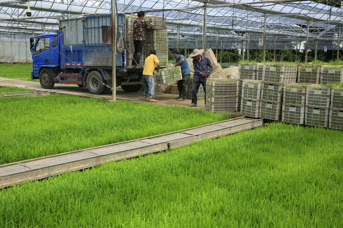 冷学应用于农业：提高生产效率和产品保存