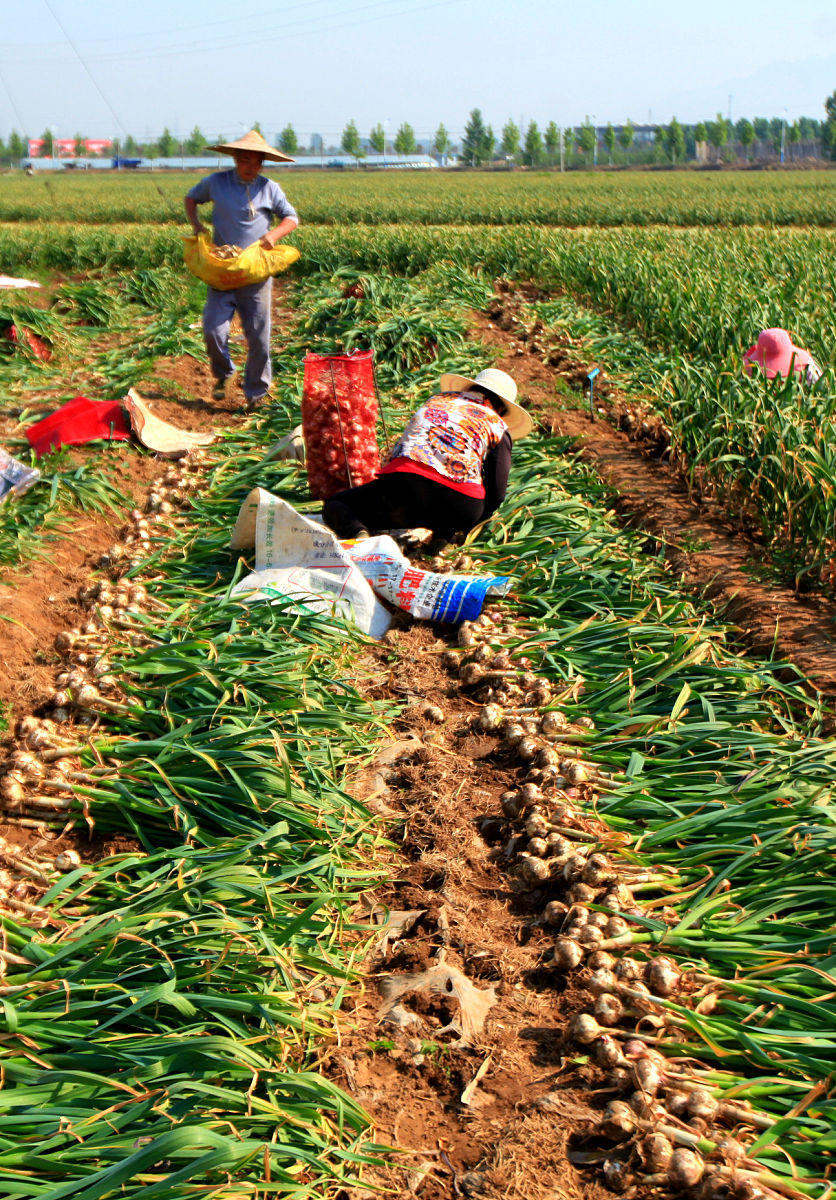 中国大蒜种植面积稳定，主要产区集中在山东等地