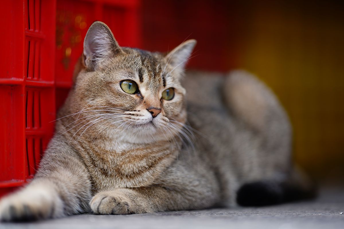 现在我是主人你是猫你叫neko