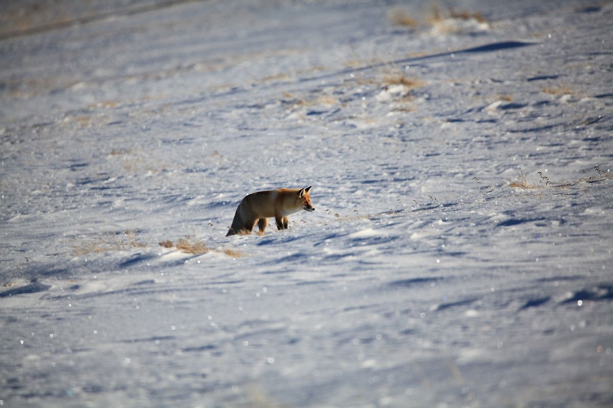 狐狸用尾巴钓鱼冻住看图写话
