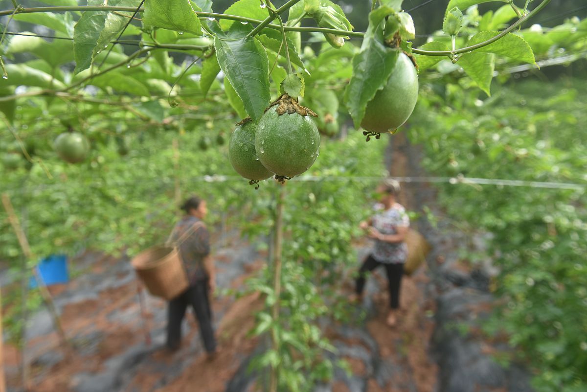 百香果种植指南：从选址到收获，打造丰收果园