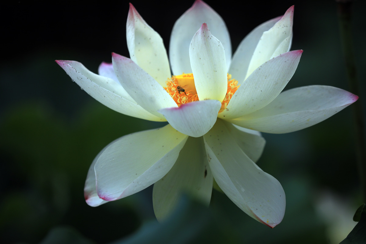 莲花：以伤疤为美，绽放生命的力量