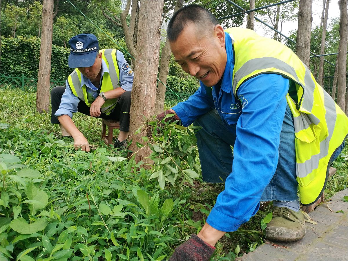 我国害虫识别存在的问题