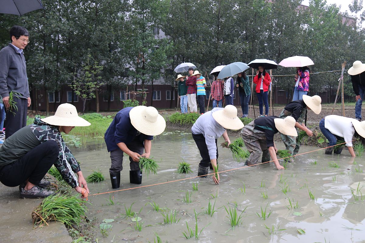 我是一名大学生进行了劳动实践观看了劳动教育记录片认识了我国的古代工具写一些感想