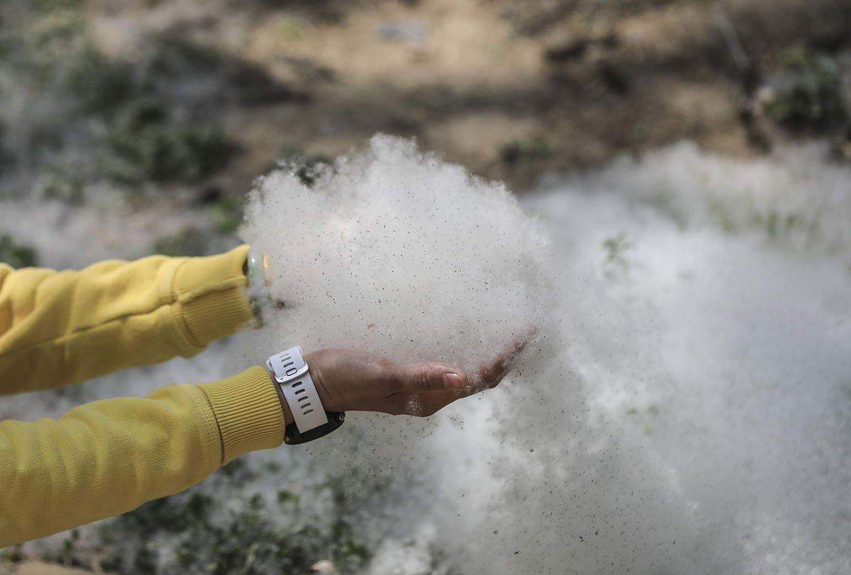 杨絮为什么不能做棉衣