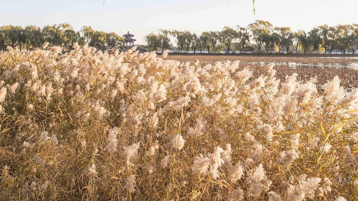 印花集诗词：两句诗歌颂多彩印花