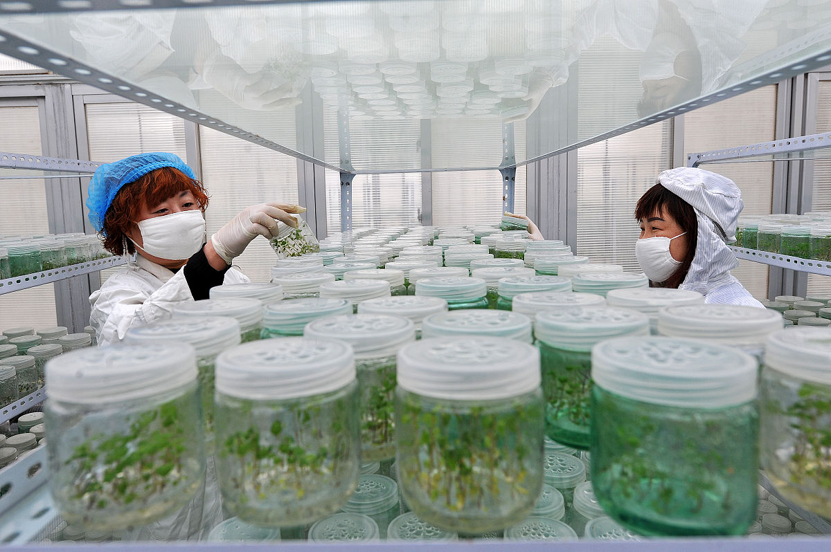 木薯组培苗扩繁技术：步骤、优势及应用