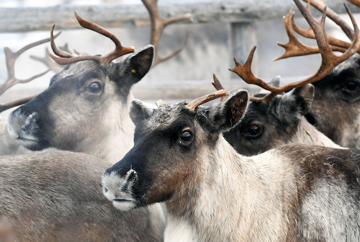 保山市中专技工学校畜牧兽医专业招生 - 2022年招生简章