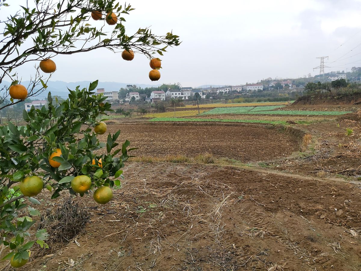 重庆市高标准农田改造挖果树和经济苗木补贴用250字帮我详细描述