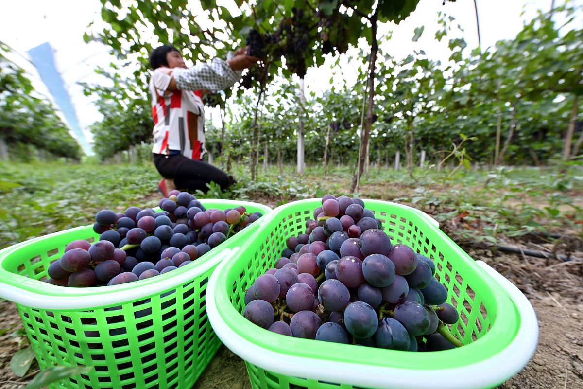 葡萄怎么做好吃 葡萄断根施肥