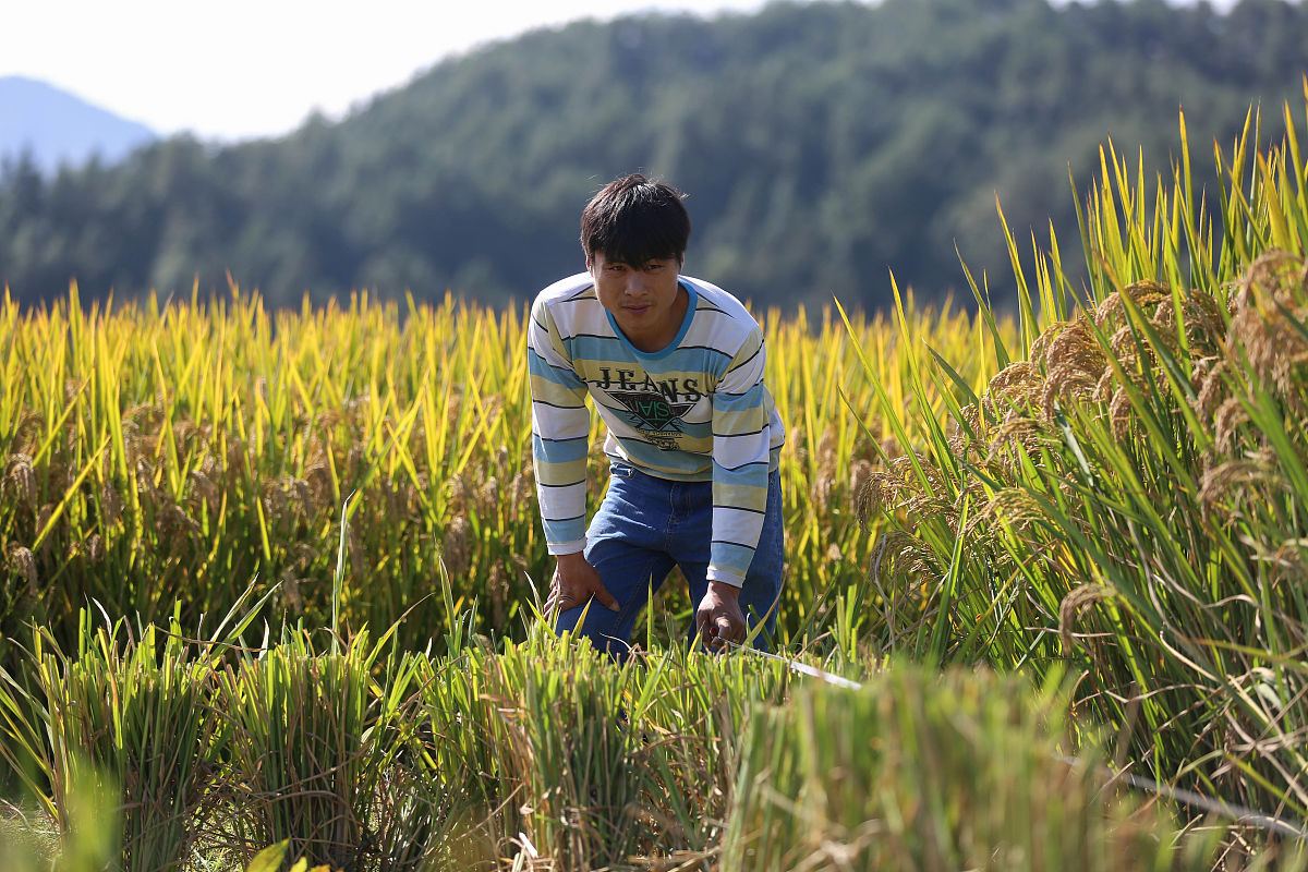 13人早稻面积求粮食产量和播种面积