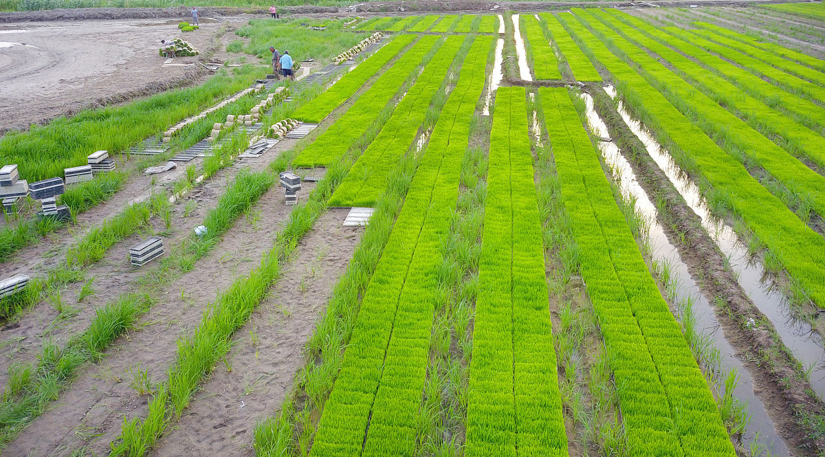 生物降解地膜在半干旱区青贮玉米栽培中的应用研究