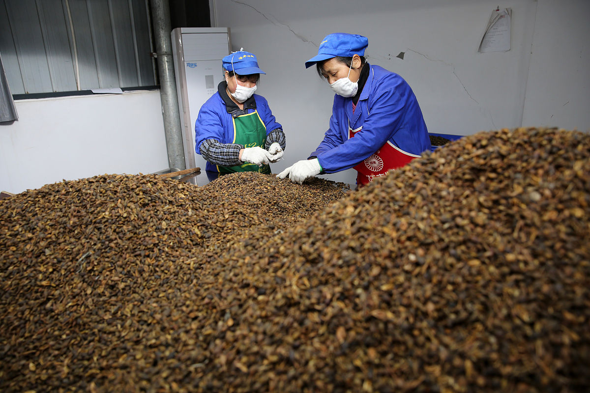 打造连片肉桂种植基地,引领香料产业高质量发展