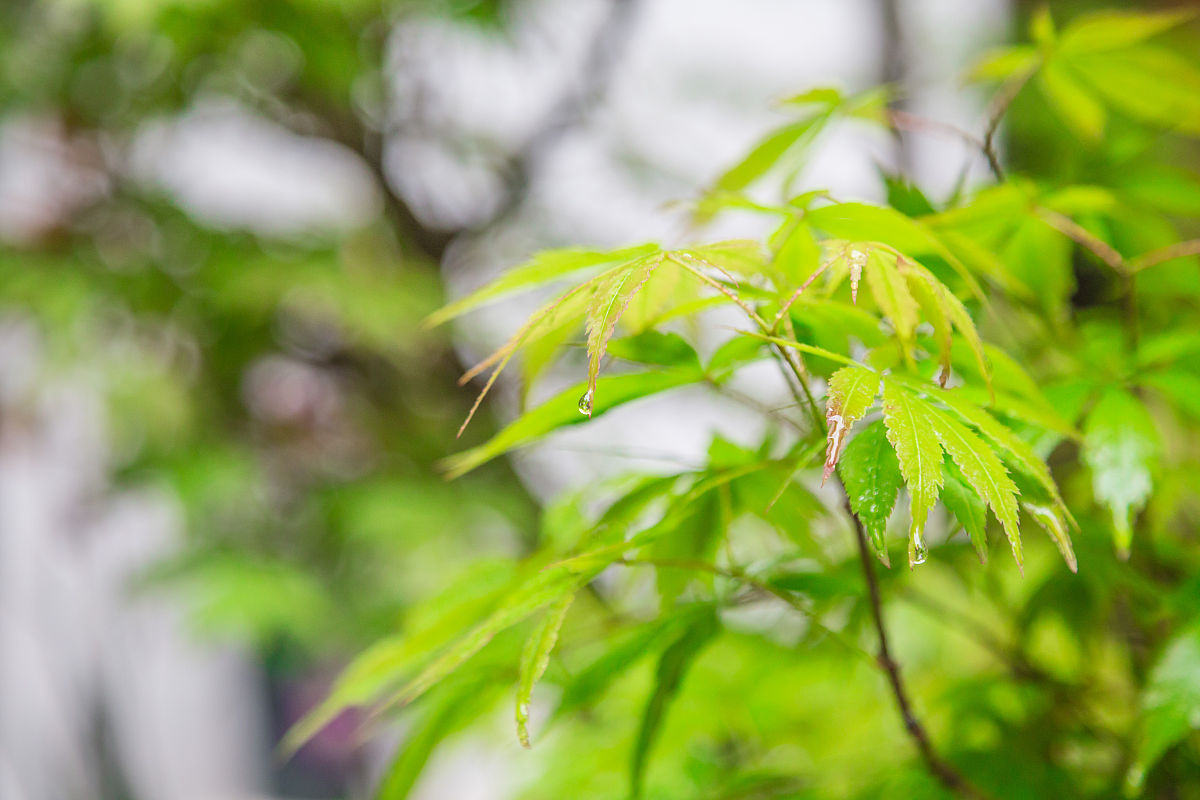 2019年4月9日,广州天河区六运小区一直以来被誉为"网红小区",不单因为