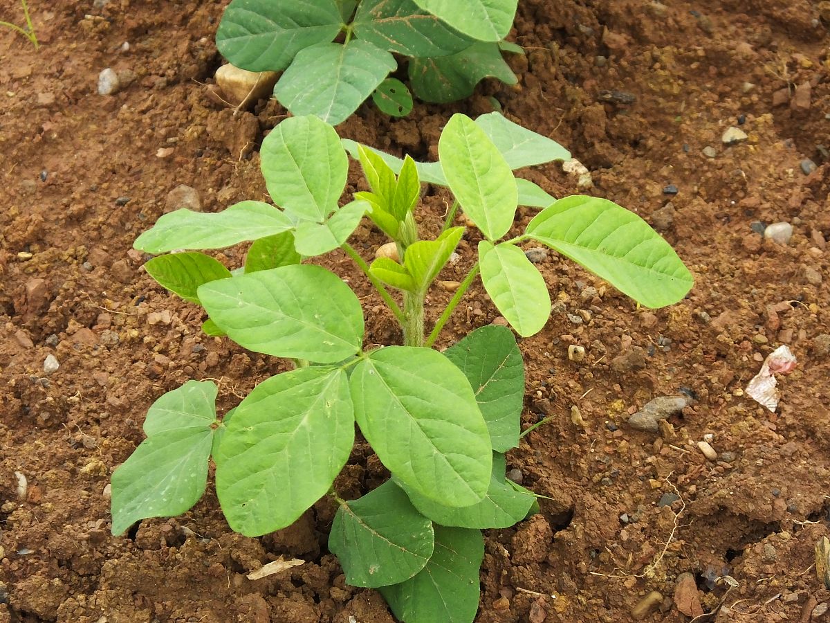 大豆开花期能打除草剂吗