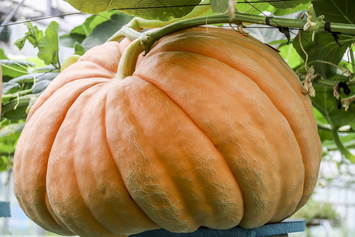 天水农业学校现代农艺技术专业怎么样