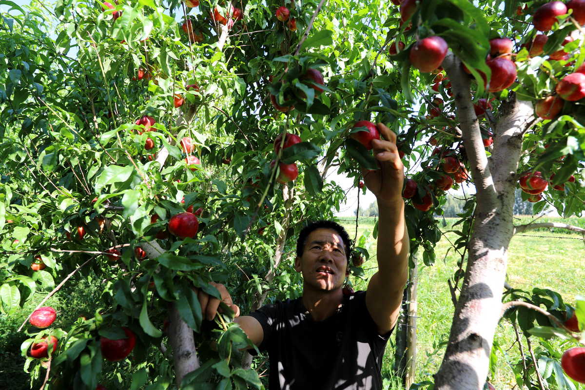 油桃10条卖点从种植培养采摘筛选包装营养口感的角度说明