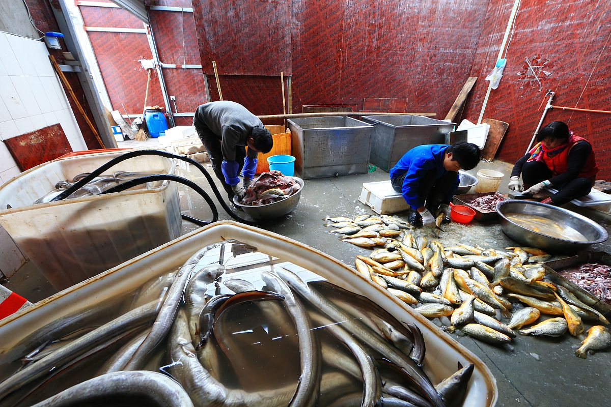 鳗鱼干加工自动化方案：从处理到包装全流程解析