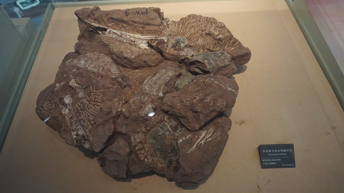 金蝉化石出土时间 - 揭秘古老昆虫的起源