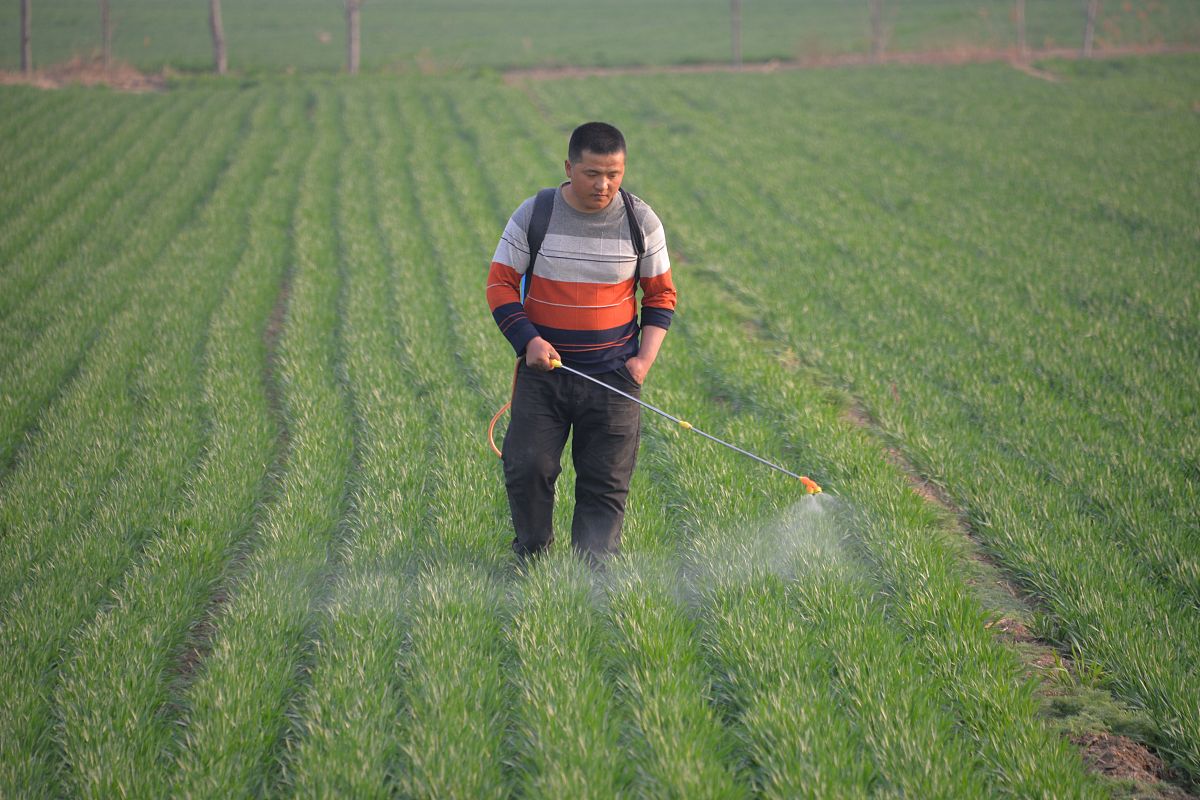 西安长安区小麦种虫害防治工作调研