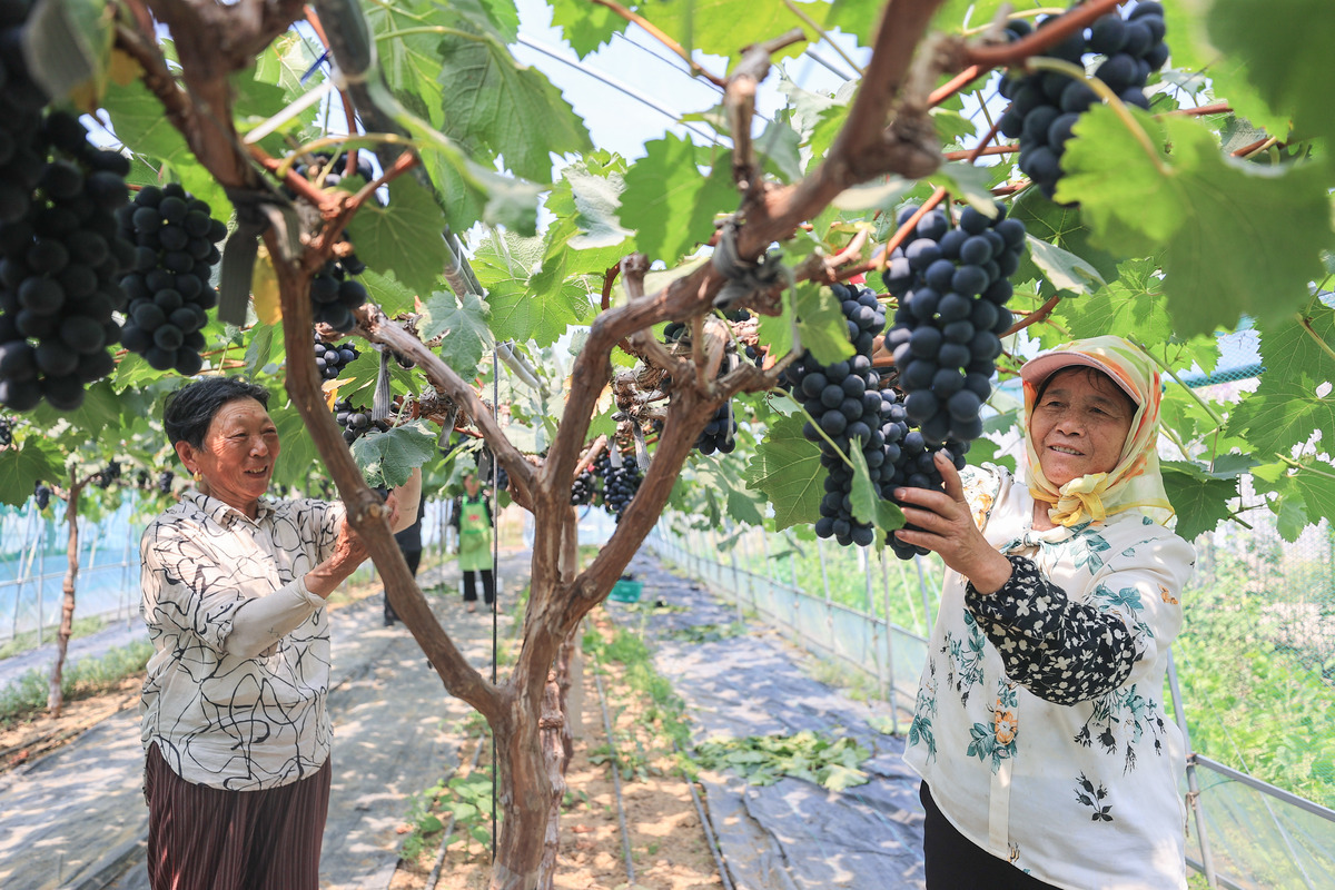葡萄如何施肥 葡萄断根施肥