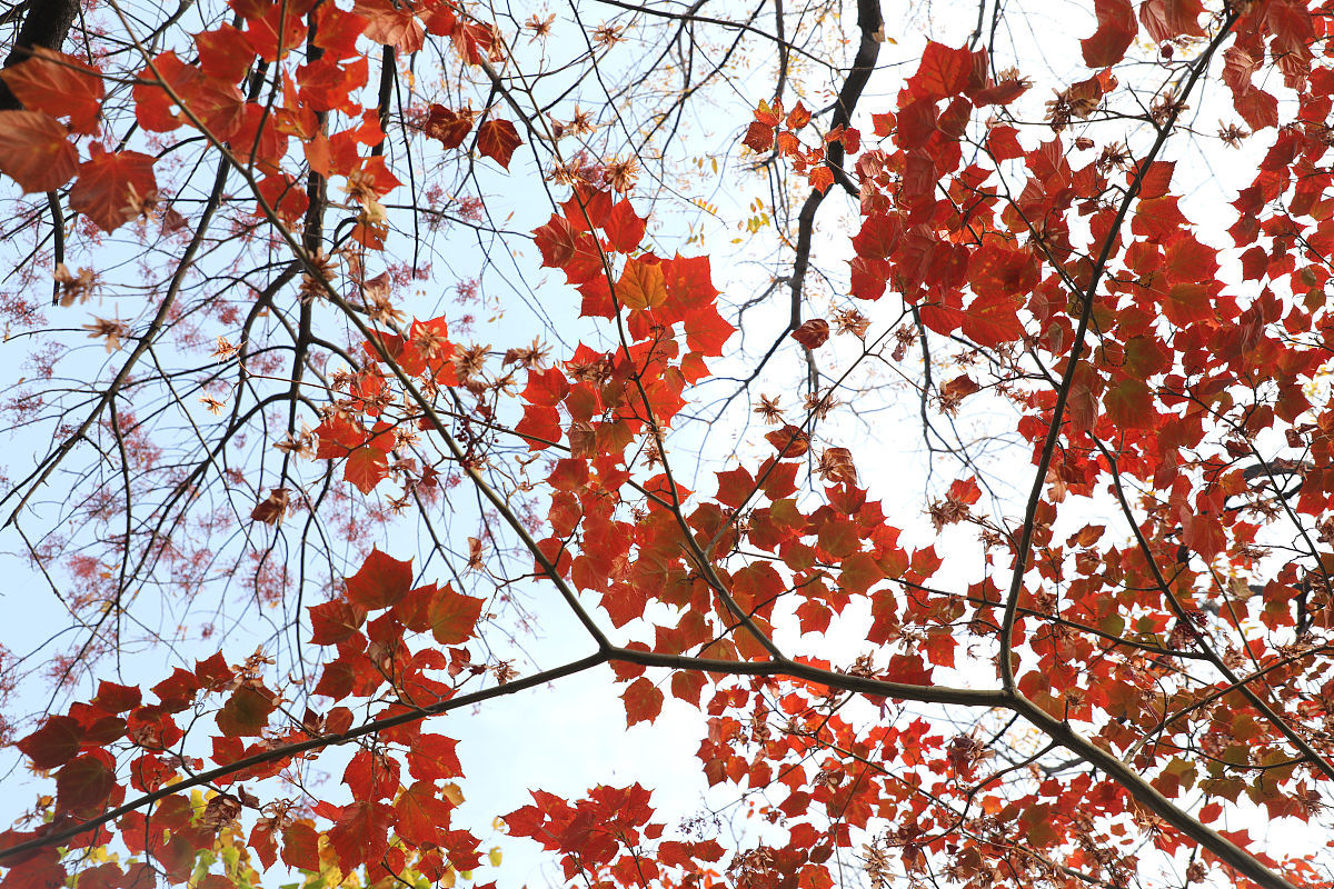 呼和浩特及周边地区植物资源调查指南