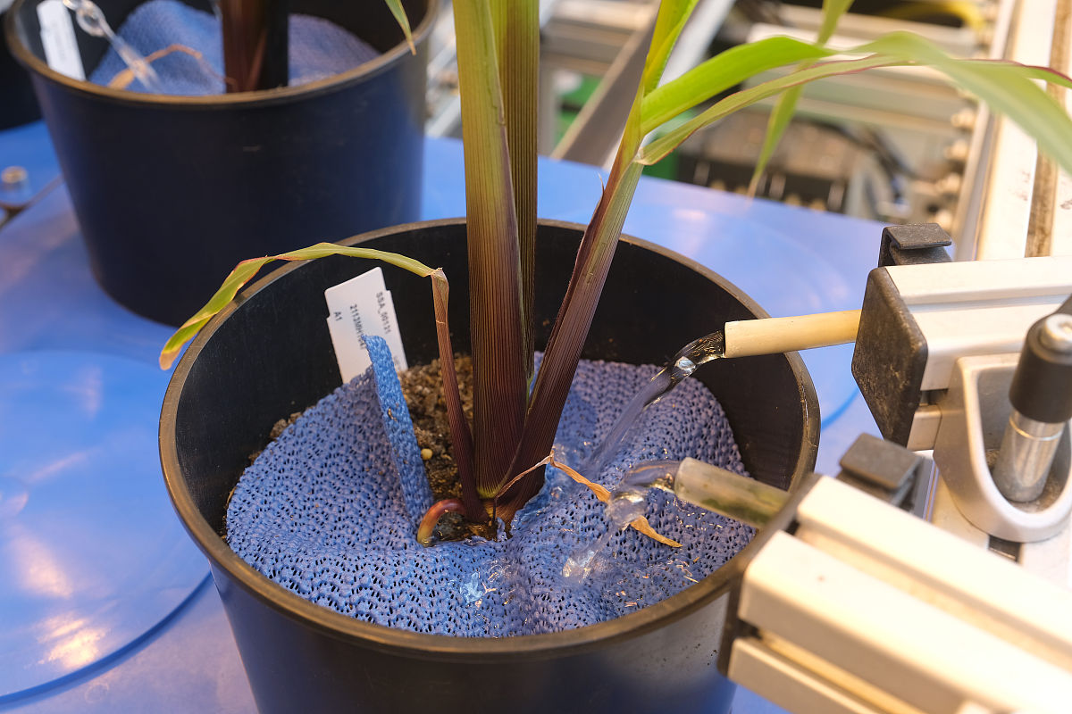 SiQDs-(K/L-P)ox: A Novel Fluorescent Probe for Highly Sensitive and Specific Detection of ONOO-